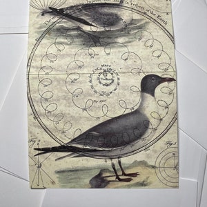 Uccelli marini/immagini di uccelli marini vintage combinate con i miei antichi disegni di documenti.