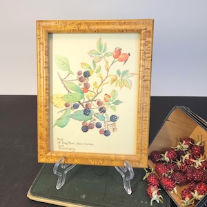May include: A framed botanical print featuring a watercolor illustration of dog rose fruit and blackberries. The artwork is set in a gold-toned wooden frame and displayed on a clear easel. The print includes the text "Fruit of Dog Rose (Rosa canina) and Blackberry."