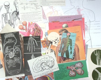 Vintage anatomy paper ephemera: pack of 32 anatomical book pages, pictures and diagrams. For scrapbooks, collage, art projects EP459B