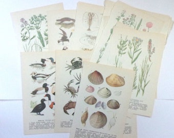 Small nature themed book plates: 19 colour pages from seashore books. Vintage paper ephemera for scrapbooks, journals, altered art OT999