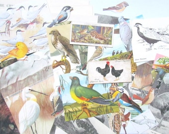 Bird lucky dip vintage paper craft pack: 50 mixed paper pieces, die cuts. Ephemera for scrapbooks, collage, decoupage, EP734