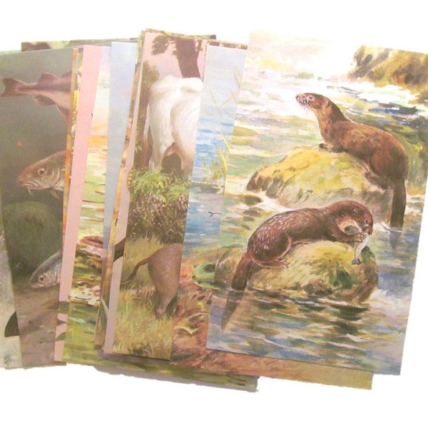 Vintage animal paper: pack of 21 nature book illustrated pages. Small pages for craft, scrapbooks, collage featuring frogs, fish, otters.