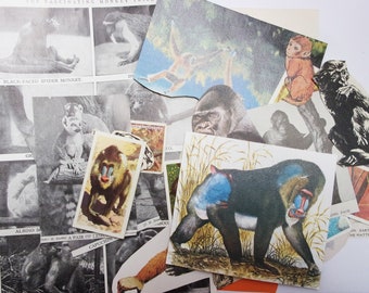 Monkey and ape themed paper ephemera: 30 vintage pieces and cut outs for scrapbooks, art journaling, collage, paper craft EP144B