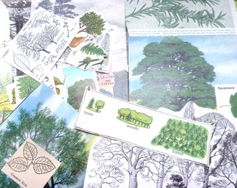 Trees vintage paper craft pack: 40 paper pieces, die cuts. Ephemera for scrapbooks, collage, decoupage, journaling. EP357B