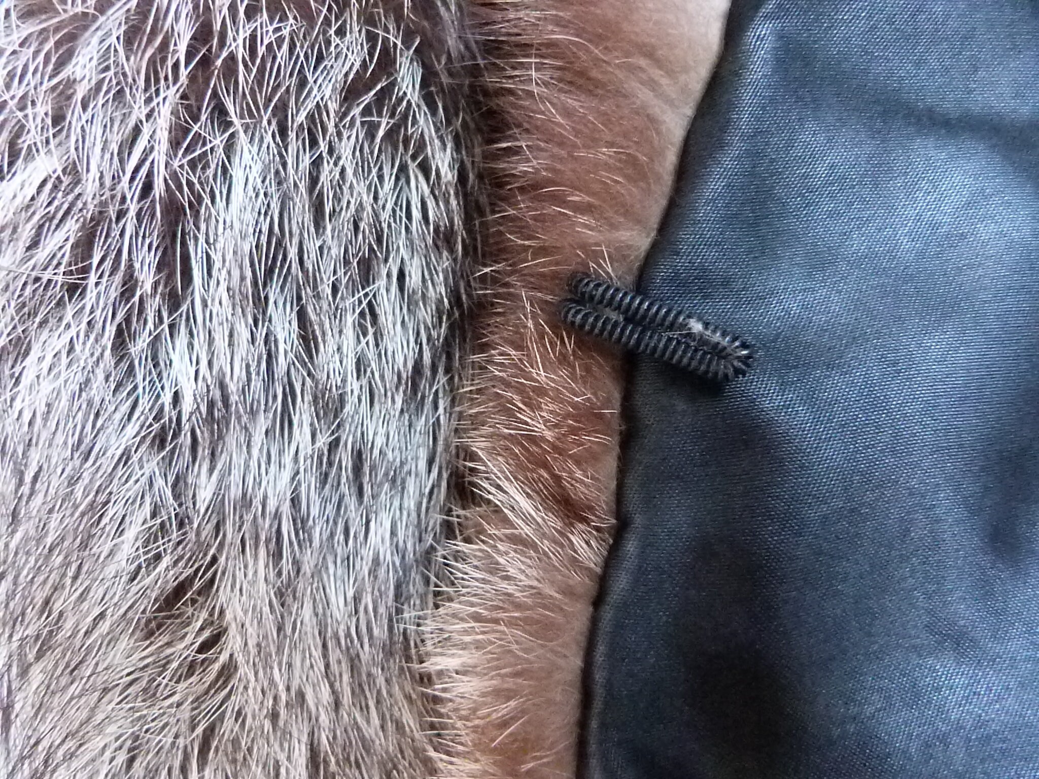 Étole Cape Vintage En Véritable Fourrure De Renard Argenté - Pièce Rare - Occasion