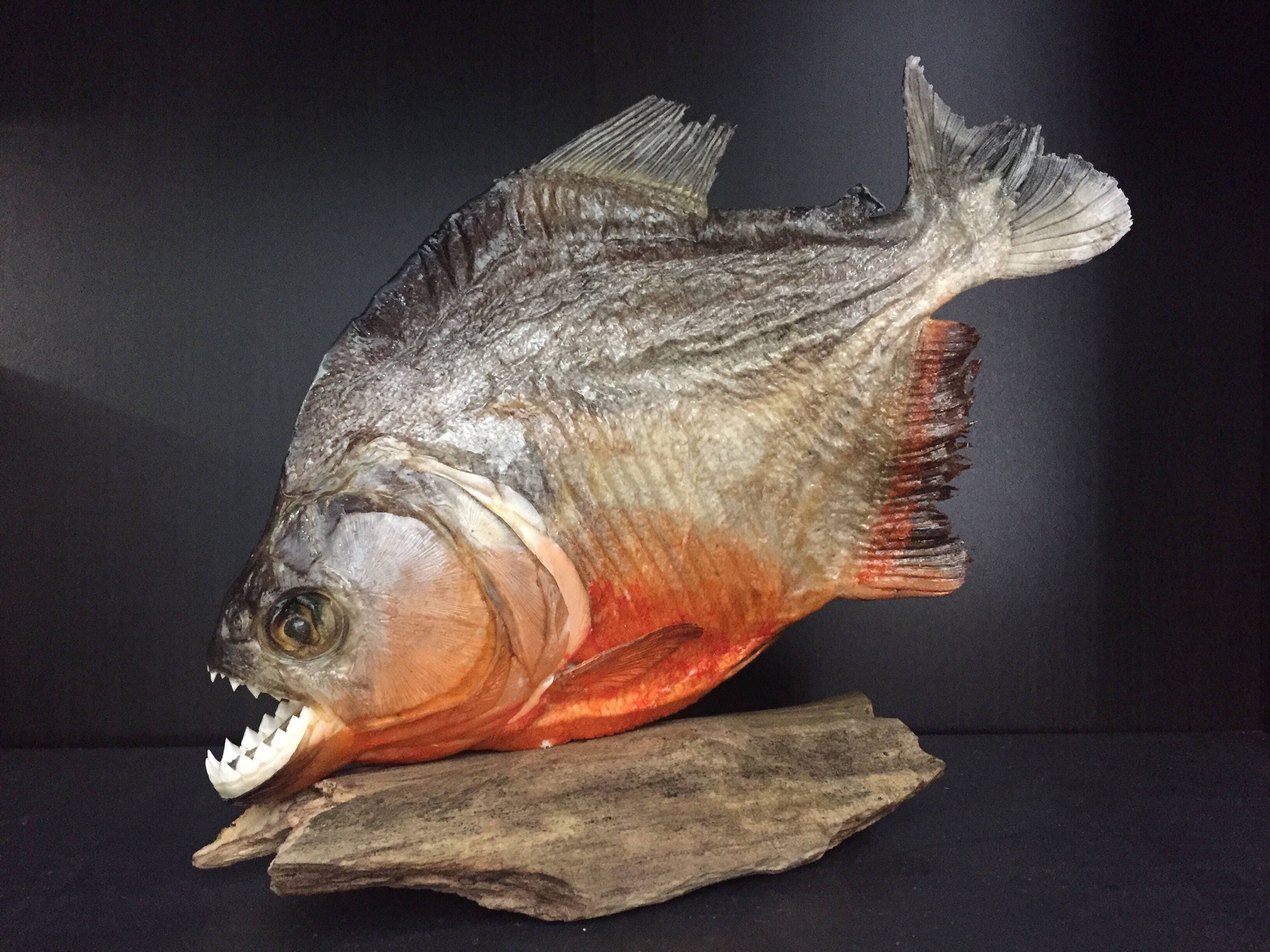 Real Taxidermy PIRANHA upto 28cm 11 UK Dry Red | Etsy