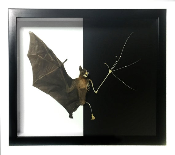 Greater Short-nosed Fruit Bat Cynopterus sphinx Skeleton FAST FROM USA