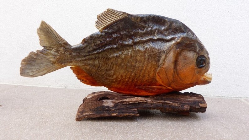 Real Taxidermy PIRANHA upto 28cm 11 UK Dry Red | Etsy