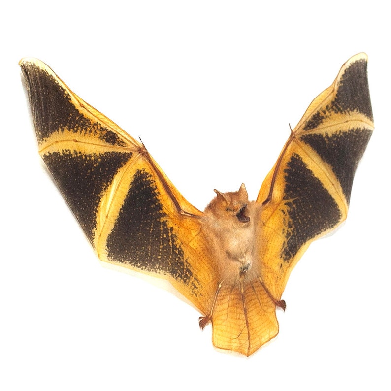Taxidermy Bat Painted Bat Fire Bat Kerivoula Picta Etsy