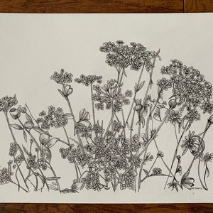 Queen Anne's Lace 2 Pen and Ink art on rag paper 8 1/2 x 11"