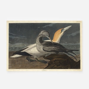 John James Audubon - Gannet (1836) - Classic Painting Photo Poster Print Art Gift Museum Giclée - Birds of America