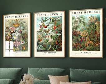 The Botanist Collection - Set of Three Vintage Ernst Haeckel Botanical Prints - 3 Nature Paintings - Photo Poster Wall Art Gift Giclée