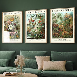 The Botanist Collection - Set of Three Vintage Ernst Haeckel Botanical Prints - 3 Nature Paintings - Photo Poster Wall Art Gift Giclée