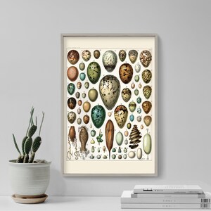 Adolphe Philippe Millot Art Print - Types of Egg Illustration - Nature Poster - Ostrich Egg Home Décor - Animal Wall Art Chicken, Peacock