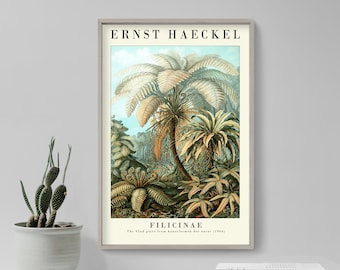 Ernst Haeckel Gallery Poster - Filicinae - Plate 92 - Art Forms in Nature (1904) - Painting Photo Print Gift Wall Home Décor Botanical