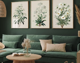 Set of Three Botanical Posters - Instant Download - Mock Orange White Cosmos Vintage Illustration - Art Print JPEG V1
