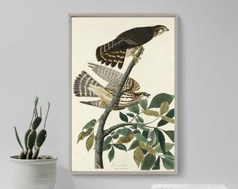 John James Audubon - Pigeon Hawk (1830) - Painting Drawing Photo Poster Print Art Gift Museum Giclée - Animal Birds of America