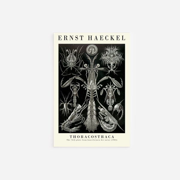 Ernst Haeckel - Thoracostraca From 76th Plate of Art Forms in Nature (1904) Gallery - Art Print Poster Painting - Giclee Home Wall Décor