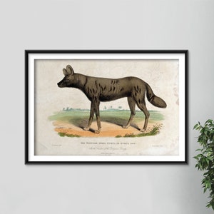 May include: A vintage illustration of a brown and black wild dog, known as the "Tortoise Shell Hyena, or Hyena Dog." The illustration is set against a light brown background with green grass and a cloudy sky. The text "The Tortoise Shell Hyena, or Hyena Dog." is printed below the image, along with the text "In the Borders of the Senegal Fruity."