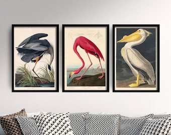 Set of Three John James Audubon Prints - 3 Classic Paintings - Poster Wall Art Giclée - Flamingo, American White Pelican, Great Blue Heron