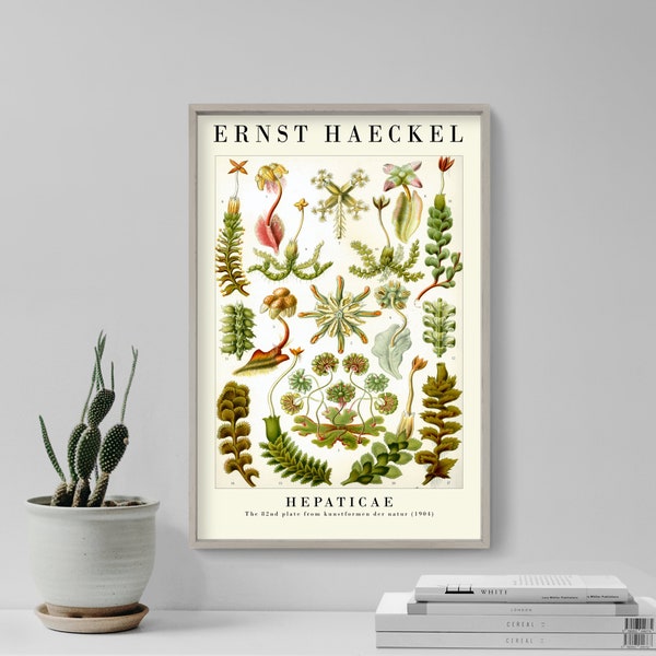 Ernst Haeckel Gallery Poster - Hepaticae- Plate 82 - Art Forms in Nature (1904) - Painting Photo Print Gift Wall Home Décor Botanical