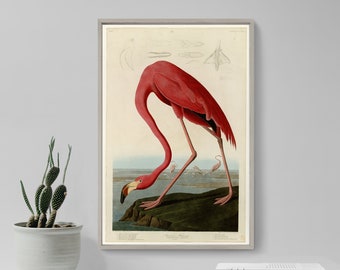 John James Audubon - American Flamingo (1832) - Classic Painting Photo Poster Print Art Gift Wall Home Decor - Birds of America Pink