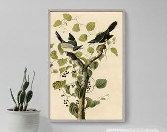 John James Audubon - Loggerhead Shrike (1826) - Painting Drawing Photo Poster Print Art Gift Museum Giclée - Animal Birds of America