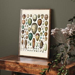Adolphe Philippe Millot Art Print - Types of Egg Illustration - Nature Poster - Ostrich Egg Décor - Animal Wall Art Chicken, Peacock #GWF