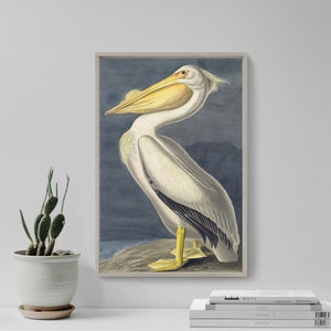 John James Audubon - American White Pelican (1836) - Classic Painting Photo Poster Print Art Gift Museum Giclée - Birds of America