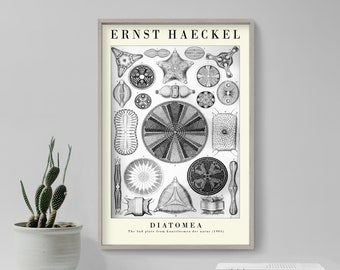 Ernst Haeckel Gallery Poster - Diatomea - Plate 04 - Art Forms in Nature (1904) - Painting Photo Print Gift Wall Home Décor Botanical Algae