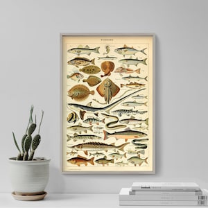 May include: A vintage illustrated chart of various fish species, labeled in French with the title "Poissons". The chart features a variety of fish, including cod, flounder, and shark, depicted in a detailed and realistic style.