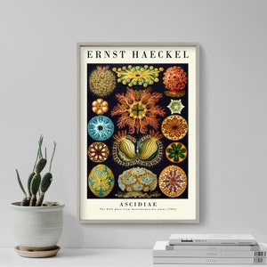 Ernst Haeckel Gallery Poster - Ascidiae- Plate 85 - Art Forms in Nature (1904) - Painting Photo Print Gift Wall Home Décor Botanical