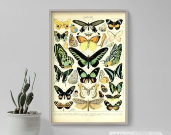 May include: Vintage illustration of a collection of butterflies with various colours and patterns, including green, blue, yellow, and brown. The image is titled "Papillons" and is framed in a light grey frame.