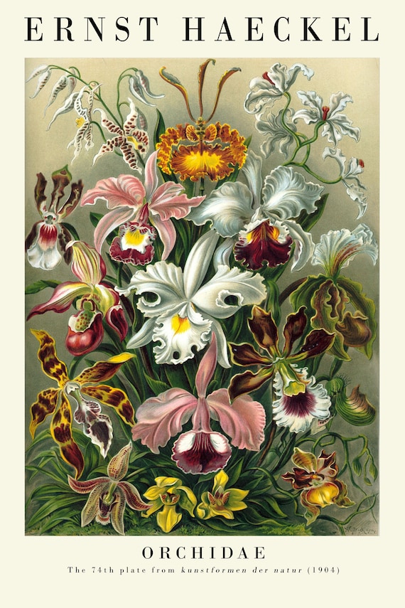 Láminas de botánica vintage  Grabados botánicos, Dibujos botánicos,  Impresión artística
