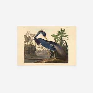 John James Audubon - Louisiana Heron (1834) - Painting Drawing Photo Poster Print Art Gift Museum Giclée - Animal Birds of America