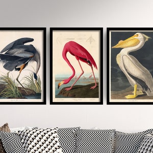 Set of Three John James Audubon Prints - 3 Classic Paintings - Poster Wall Art Giclée - Flamingo, American White Pelican, Great Blue Heron