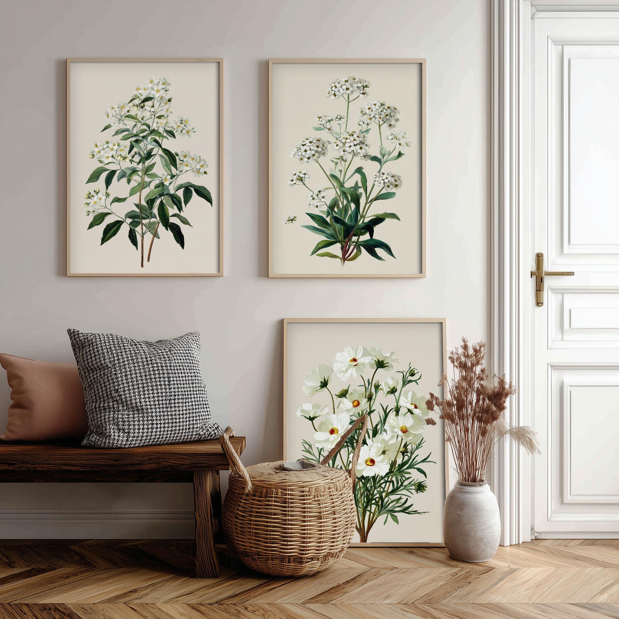 Vintage Botanical Prints Set of Three, 3 Orange Sweet Alyssum Cosmos ...
