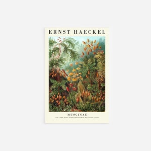 Ernst Haeckel - Muscinae From 72nd Plate of Art Forms in Nature (1904) Gallery - Art Print Poster Painting - Giclee Home Wall Décor