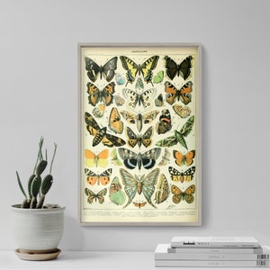 Può includere: Illustrazione vintage di una collezione di farfalle con vari colori e motivi. L'immagine è intitolata "Papillons" e presenta una varietà di specie di farfalle.