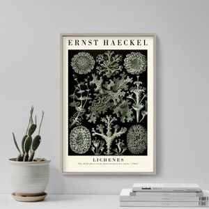 Ernst Haeckel Gallery Poster - Lichenes - Plate 83 - Art Forms in Nature (1904) - Painting Photo Print Gift Wall Home Décor Botanical