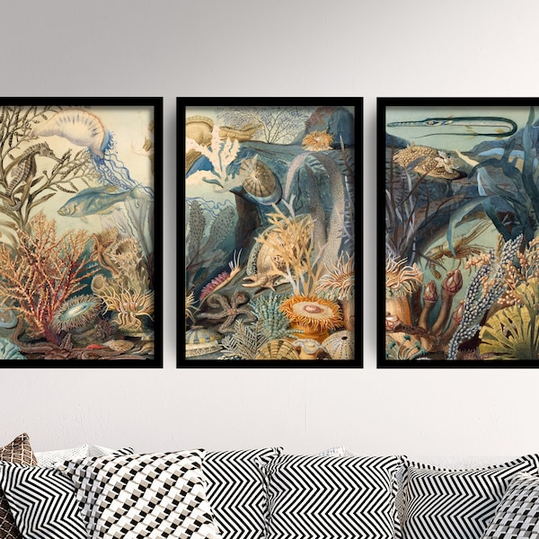 Ensemble de trois estampes James M. Sommerville - Triptyque botanique Ocean Life - 3 peintures Photo Poster Wall Art Gift Museum Giclee Sea Fish