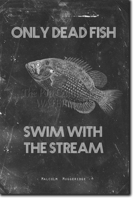 either the fish dies or the net splits Only Dead go with Flow- Motivational quote Lined NoteBook: 6 x 9 Lined NoteBook for use in office, Personnel and Gift for Friend, Subordinates: Publishing, AquaArc: 9798670618014 Books Fish-Man Island | One Piece
