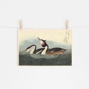 John James Audubon - Crested Grebe (1836) - Classic Painting Photo Poster Print Art Gift Museum Giclée - Birds of America #ATTEMPT2