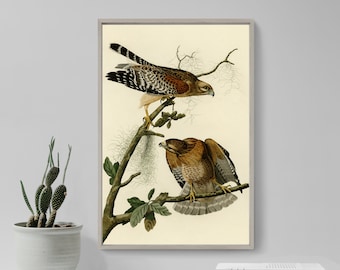 John James Audubon - Red Shouldered Hawk (1826) - Painting Drawing Photo Poster Print Art Gift Museum Giclée - Animal Birds of America