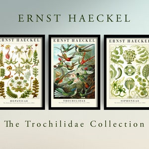 Set of Three Vintage Ernst Haeckel Botanical Prints - The Trochilidae Collection - 3 Classic Paintings - Photo Poster Wall Art Gift Giclée