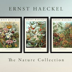The Nature Collection - Set of Three Vintage Ernst Haeckel Botanical Prints - 3 Classic Paintings - Photo Poster Wall Art Gift Giclée