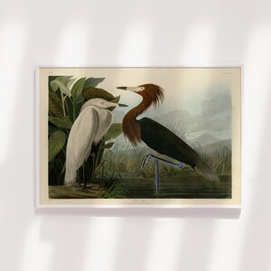 John James Audubon - Purple Heron (1838) - Painting Drawing Photo Poster Print Art Gift Museum Giclée - Animal Birds of America