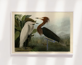 John James Audubon - Purple Heron (1838) - Painting Drawing Photo Poster Print Art Gift Museum Giclée - Animal Birds of America