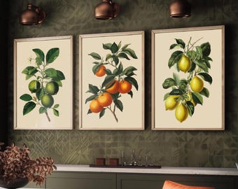 Set of Three Vintage Botanical Fruit Art Prints - 3 Paintings of Limes, Oranges and Lemons - Poster Cooking Kitchen