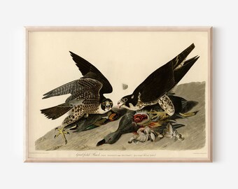 John James Audubon - Great Footed Hawk (1826) - Painting Drawing Photo Poster Print Art Gift Museum Giclée - Animal Birds of America